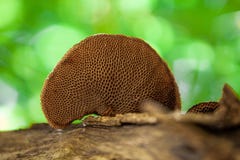 An unidentified polypore fungus Polyporaceae grows on a rotting tree branch. royalty free stock images An unidentified polypore fungus Polyporaceae grows on a rotting tree branch. royalty free stock images
