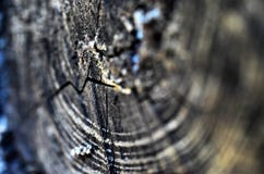 Old Wood Tree Rings Texture royalty free stock photography Old Wood Tree Rings Texture royalty free stock photography
