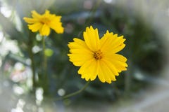 Universo giallo dello zolfo del fiore in giardino Immagini Stock Libere da Diritti Universo giallo dello zolfo del fiore in giardino Immagini Stock Libere da Diritti
