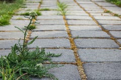 Unkräuter, die zwischen Ziegelsteinpflastersteinen im Garten wachsen stockfotos Unkräuter, die zwischen Ziegelsteinpflastersteinen im Garten wachsen stockfotos