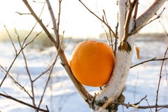 An unnatural phenomenon does not happen, an orange on a birch tree in winter in Russia Stock Image An unnatural phenomenon does not happen, an orange on a birch tree in winter in Russia Stock Image