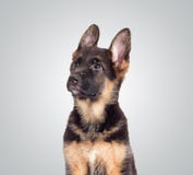 Uno sguardo del cucciolo fotografia stock libera da diritti Uno sguardo del cucciolo fotografia stock libera da diritti