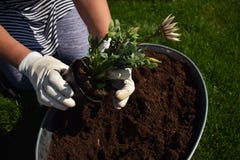 Unrecognisable weiblicher G?rtner, der sch?ne Blume bereit, in einem Garten gepflanzt zu werden h?lt lizenzfreie stockfotos Unrecognisable weiblicher G?rtner, der sch?ne Blume bereit, in einem Garten gepflanzt zu werden h?lt lizenzfreie stockfotos