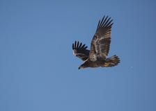 Unreifer Weißkopfseeadler im Flug mit Flügelverbreitung stockbilder Unreifer Weißkopfseeadler im Flug mit Flügelverbreitung stockbilder