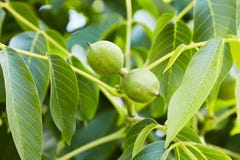 Unripe green walnuts growing on a branch of a walnut tree. stock image Unripe green walnuts growing on a branch of a walnut tree. stock image