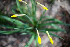 Unsuptable yellow daffodils royalty free stock images Unsuptable yellow daffodils royalty free stock images