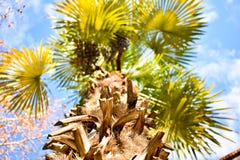 unteres Spitzenfoto während des braunen Klotzes einer a-Palme zu vielen Niederlassungen mit vielen grünen Blättern offen zum blau stockfotos unteres Spitzenfoto während des braunen Klotzes einer a-Palme zu vielen Niederlassungen mit vielen grünen Blättern offen zum blau stockfotos