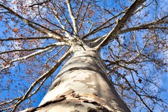 unteres Spitzenfoto während des Klotzes von ein Ahornbaum zu vielen Niederlassungen fast ohne die Blätter offen zum Himmel mit stockbild unteres Spitzenfoto während des Klotzes von ein Ahornbaum zu vielen Niederlassungen fast ohne die Blätter offen zum Himmel mit stockbild