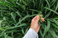 Untersuchungshafer des Landwirts taucht auf dem Gebiet, Abschluss der Hand auf stockfoto Untersuchungshafer des Landwirts taucht auf dem Gebiet, Abschluss der Hand auf stockfoto