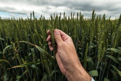 Untersuchungsohr des Landwirts des Weizens lizenzfreie stockbilder Untersuchungsohr des Landwirts des Weizens lizenzfreie stockbilder