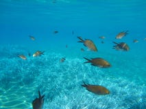 Unterwasser- Leben kalogries, Damselfish oder Mittelmeer-Chromis in Kolona-Doppeltbucht Kythnos-Insel die Kykladen Griechenland, stockfoto Unterwasser- Leben kalogries, Damselfish oder Mittelmeer-Chromis in Kolona-Doppeltbucht Kythnos-Insel die Kykladen Griechenland, stockfoto