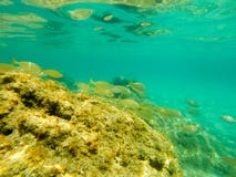 Unterwassermasse der Fische lizenzfreie stockfotografie Unterwassermasse der Fische lizenzfreie stockfotografie