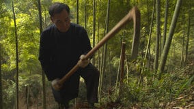 Uomo anziano cinese che trova e che scava manualmente i germogli di bambù che crescono in montagna yunnan La Cina fotografia stock libera da diritti Uomo anziano cinese che trova e che scava manualmente i germogli di bambù che crescono in montagna yunnan La Cina fotografia stock libera da diritti