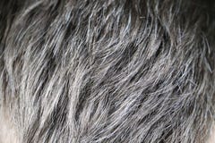 Uomo caucasico bello maturo con capelli grigi fotografia stock Uomo caucasico bello maturo con capelli grigi fotografia stock