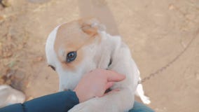 Uomo che segna la fine della testa di cane sulla vista in prima persona l'uomo sta segnando il cane amicizia fra il cane e l'amor archivi video Uomo che segna la fine della testa di cane sulla vista in prima persona l'uomo sta segnando il cane amicizia fra il cane e l'amor archivi video
