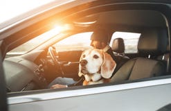 Uomo vestito caldo che gode della guida di veicoli moderna con il suo cane da lepre fotografia stock Uomo vestito caldo che gode della guida di veicoli moderna con il suo cane da lepre fotografia stock