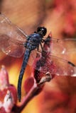 Up-Close Dragon Fly With Red Background stock photography Up-Close Dragon Fly With Red Background stock photography