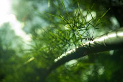 Up view leaf and trunk bamboo nature background royalty free stock photography Up view leaf and trunk bamboo nature background royalty free stock photography