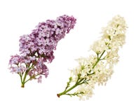 Uppsättning av lila blommor arkivbild Uppsättning av lila blommor arkivbild