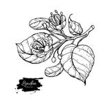 Uppsättning för lindvektorteckning Isolerade lindblomma och sidor Växt- inristad stilillustration vektor illustrationer Uppsättning för lindvektorteckning Isolerade lindblomma och sidor Växt- inristad stilillustration vektor illustrationer