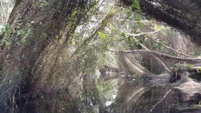 Upptäck den Melaleuca skogen med fartyget Upptäck den Melaleuca skogen med fartyget