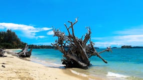 Uprooted Tree On A Beach Stock Image