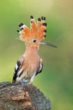 Upupa, epops del upupa, sedentesi su un ceppo con la cresta aperta fotografie stock Upupa, epops del upupa, sedentesi su un ceppo con la cresta aperta fotografie stock