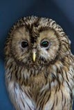 Large tawny, Ural Owl - Strix uralensis, close-up stock photo Large tawny, Ural Owl - Strix uralensis, close-up stock photo