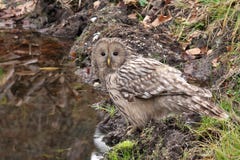 Ural Owl, Strix uralensis stock images Ural Owl, Strix uralensis stock images