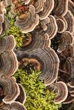 Urkey Tail Fungus stock photography Urkey Tail Fungus stock photography