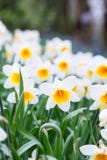 Uroczy pole z jaskrawym żółtym i białym daffodils narcyzem Zdjęcia Royalty Free Uroczy pole z jaskrawym żółtym i białym daffodils narcyzem Zdjęcia Royalty Free