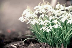 Uroczy śnieżyczka kwiaty, wiosny natura zdjęcia stock Uroczy śnieżyczka kwiaty, wiosny natura zdjęcia stock