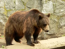 Urso de Brown fotografia de stock royalty free Urso de Brown fotografia de stock royalty free