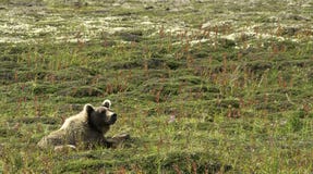 Urso do Alasca grande que descansa em um campo verde em Katmai fotos de stock Urso do Alasca grande que descansa em um campo verde em Katmai fotos de stock