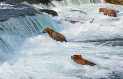 Urso em Alaska imagens de stock royalty free Urso em Alaska imagens de stock royalty free