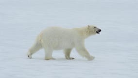 Visão  Urso-polar: o guerreiro do gelo