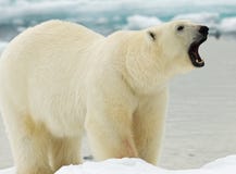 Urso polar, IJsbeer, maritimus do Ursus imagem de stock Urso polar, IJsbeer, maritimus do Ursus imagem de stock