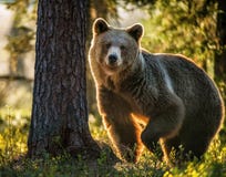 Ursus adulto selvaggio Arctos dell'orso bruno fotografia stock libera da diritti Ursus adulto selvaggio Arctos dell'orso bruno fotografia stock libera da diritti