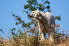 Ursus maritimus dell'orso polare Ursus maritimus dell'orso polare
