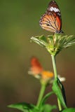 urticae μεντών s λουλουδιών πεταλούδων aglais στοκ εικόνα με δικαίωμα ελεύθερης χρήσης urticae μεντών s λουλουδιών πεταλούδων aglais στοκ εικόνα με δικαίωμα ελεύθερης χρήσης