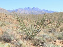 USA Arizona: Ocotillo (vinrankakaktus) i vildmarken för fyra maxima royaltyfri fotografi USA Arizona: Ocotillo (vinrankakaktus) i vildmarken för fyra maxima royaltyfri fotografi