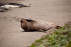 USA - Pacific Coast Highway one - seals colony royalty free stock photos USA - Pacific Coast Highway one - seals colony royalty free stock photos