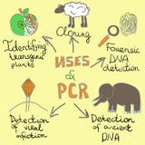 Uses of pcr handdrawn royalty free illustration Uses of pcr handdrawn royalty free illustration