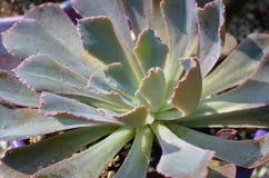 Usine au néon de Succulent de briseurs d'Echeveria Photo libre de droits Usine au néon de Succulent de briseurs d'Echeveria Photo libre de droits