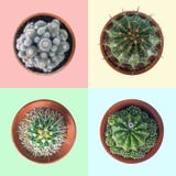 Usine de cactus dans la collection de vue supérieure de pot d'argile sur coloré en pastel Image stock Usine de cactus dans la collection de vue supérieure de pot d'argile sur coloré en pastel Image stock