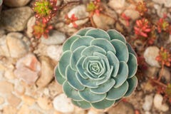 Usine de désert succulente de cactus dans le jardin images libres de droits Usine de désert succulente de cactus dans le jardin images libres de droits