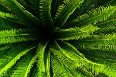 Usine de palmier de jungle avec les feuilles vertes et transitoires avec le modèle gentil image stock Usine de palmier de jungle avec les feuilles vertes et transitoires avec le modèle gentil image stock