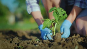 Usine jeunes plantes d'une tomate dans la terre Les mains pressent doucement la terre autour de la jeune pousse image stock Usine jeunes plantes d'une tomate dans la terre Les mains pressent doucement la terre autour de la jeune pousse image stock