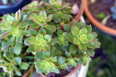 Usine succulente de kiwi d'Aeonium dans le pot de fleur photographie stock Usine succulente de kiwi d'Aeonium dans le pot de fleur photographie stock