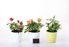 Usine trois rose miniature photos libres de droits Usine trois rose miniature photos libres de droits